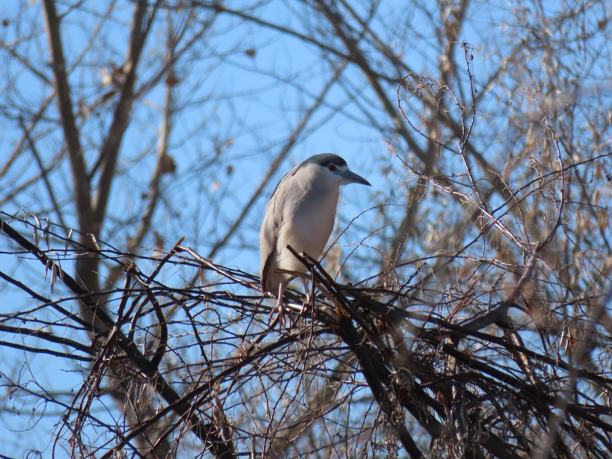 Black-crowned Night Heron - ML513135621