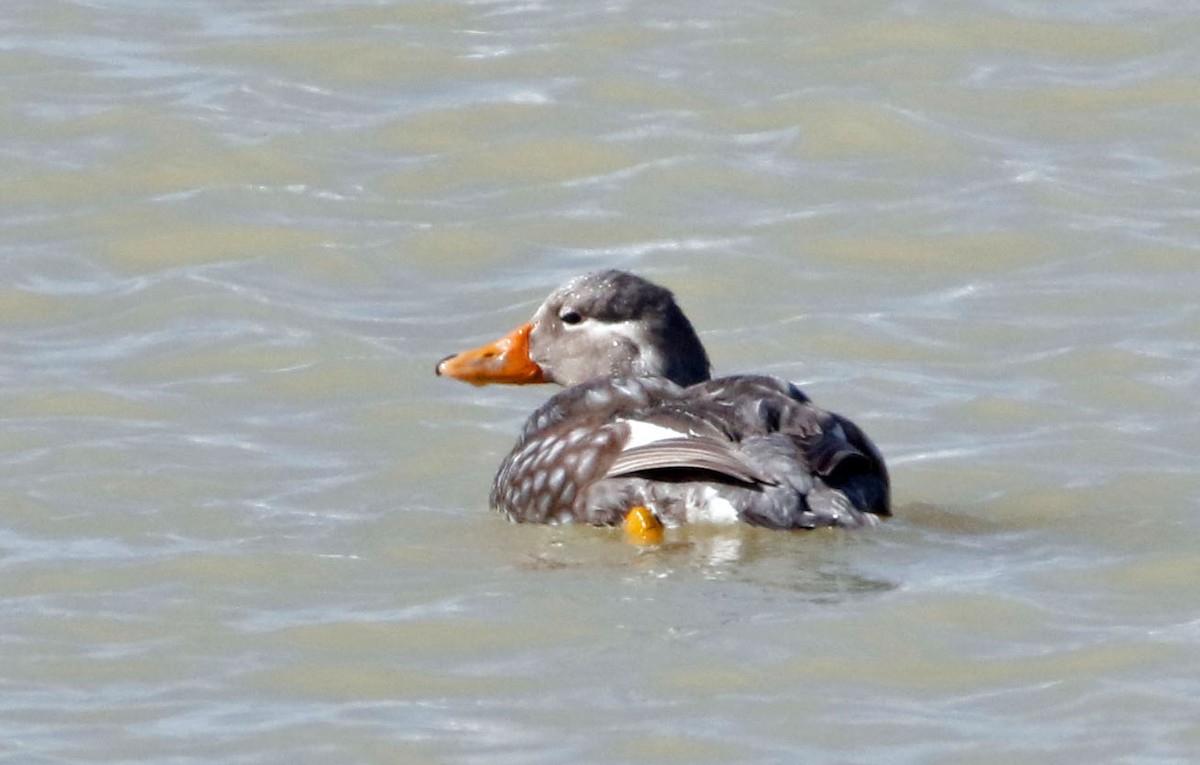 Flying Steamer-Duck - ML513137231