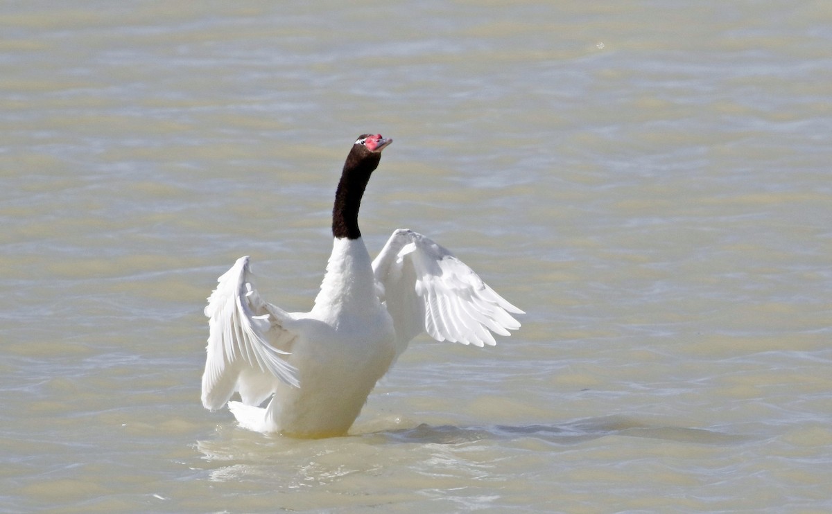 Cygne à cou noir - ML513137311