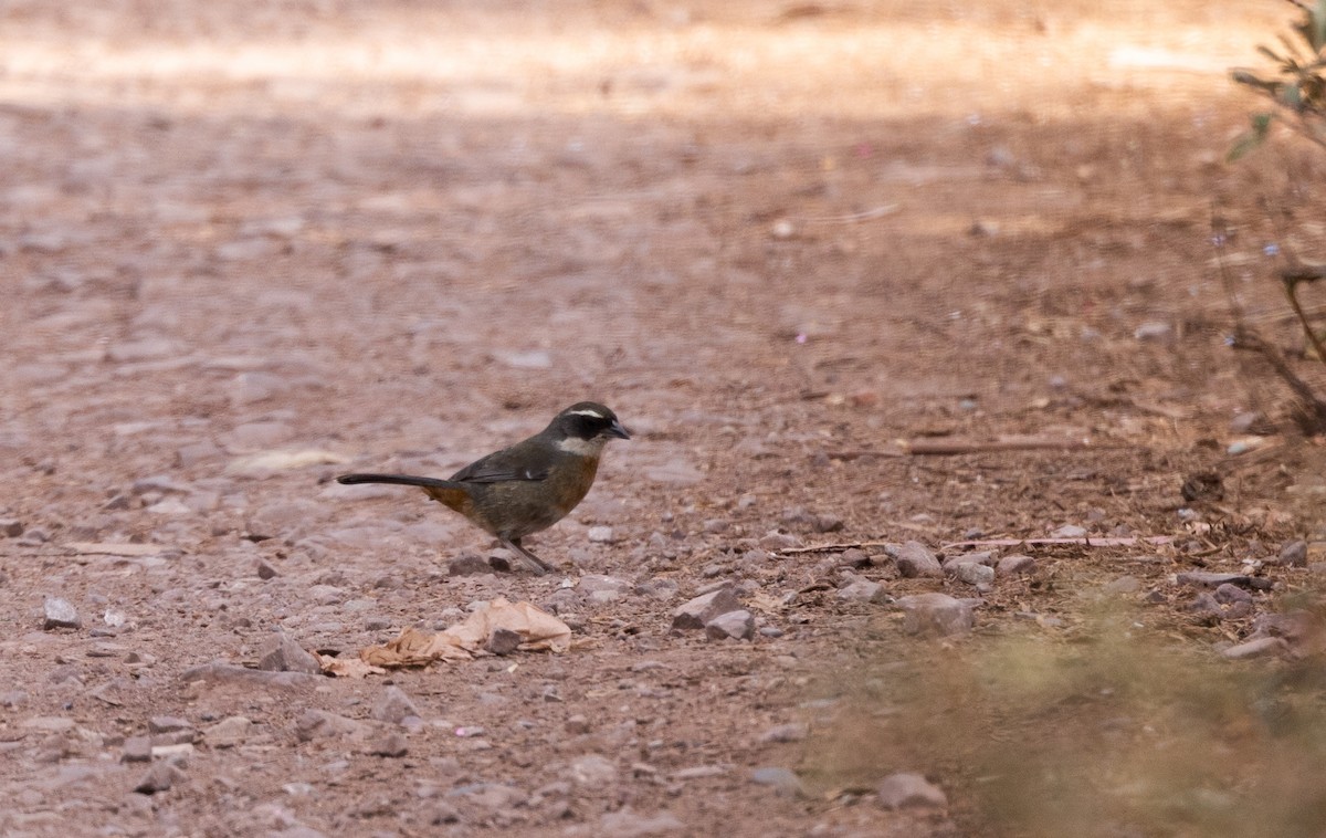 Chestnut-breasted Mountain Finch - ML513137731