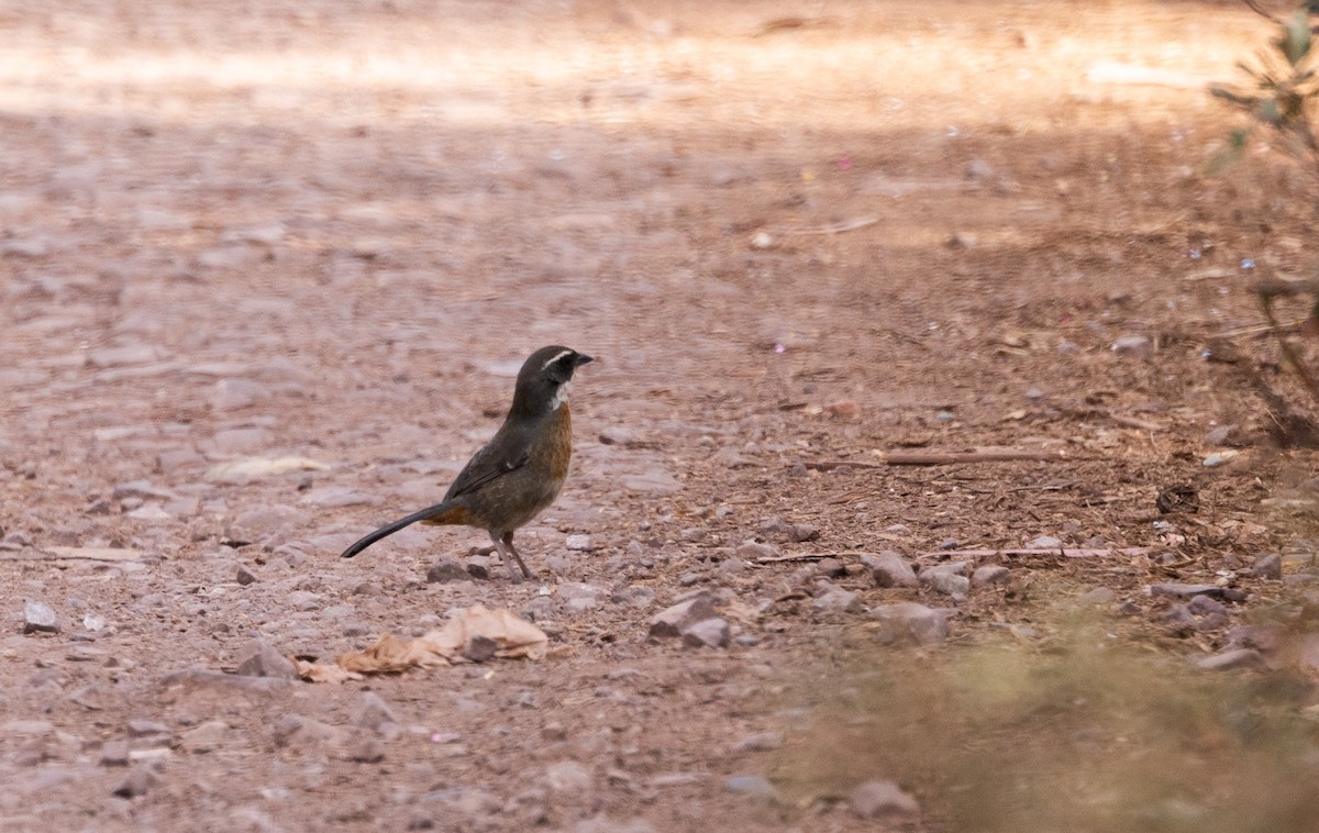 Chestnut-breasted Mountain Finch - Jay McGowan