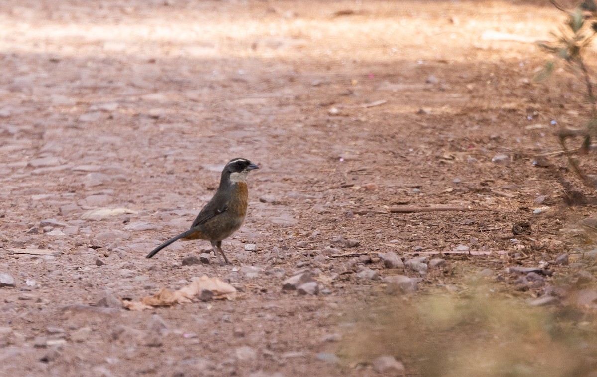 Chestnut-breasted Mountain Finch - Jay McGowan