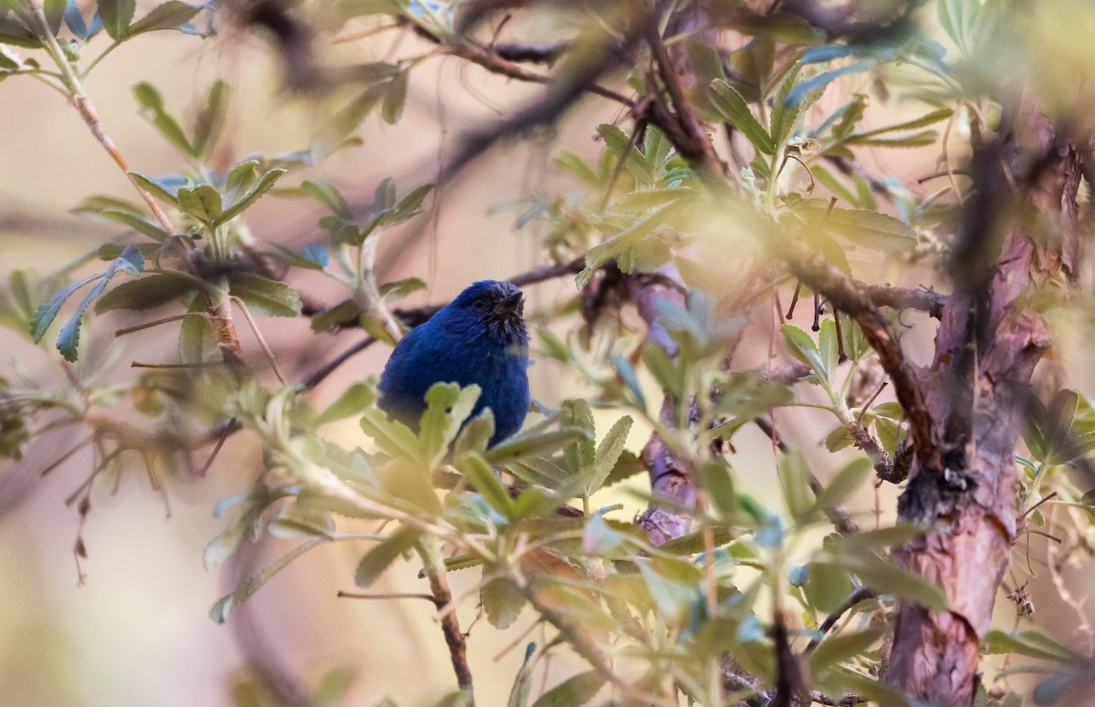 Tit-like Dacnis (parina) - Jay McGowan