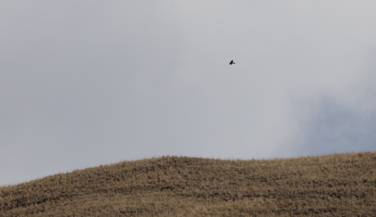 Mountain Caracara - Jay McGowan