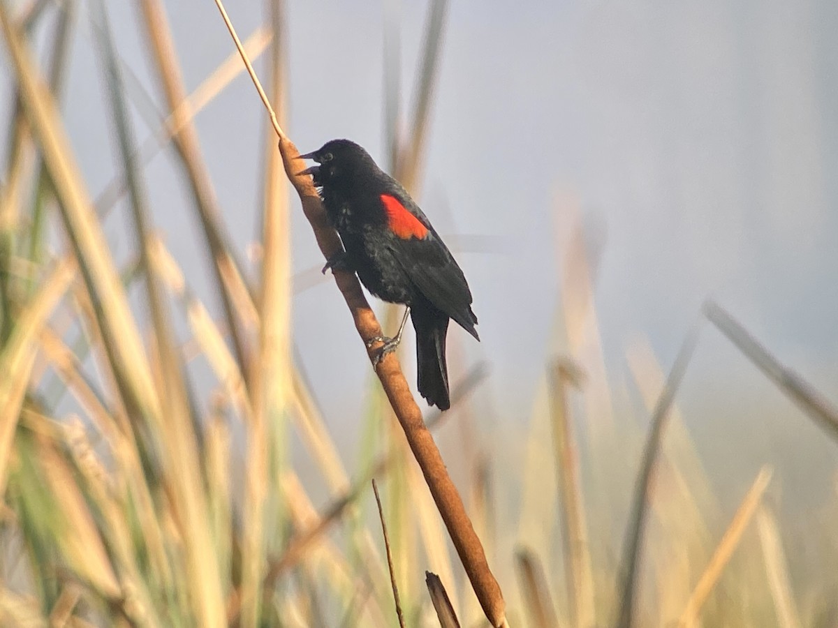 Red-winged Blackbird (Mexican Bicolored) - ML513141181