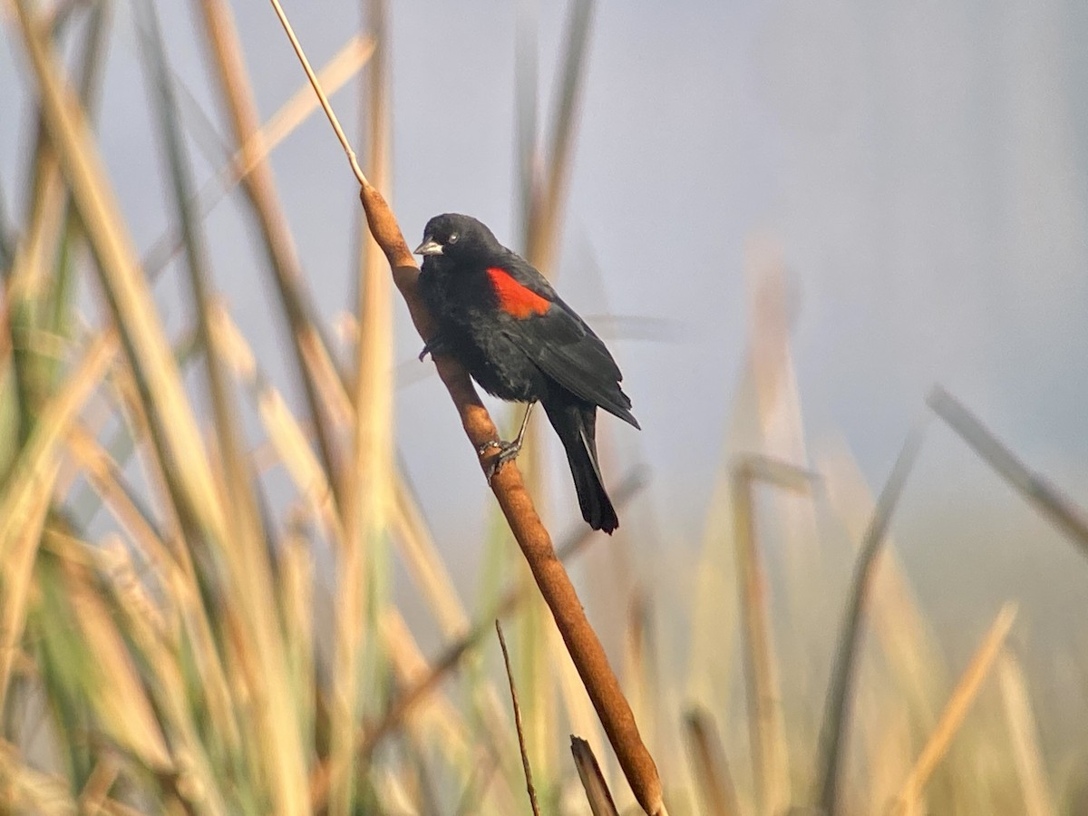 Red-winged Blackbird (Mexican Bicolored) - ML513141211