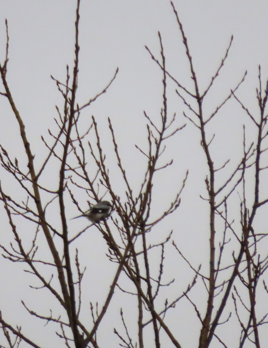 Northern Shrike - ML513141281