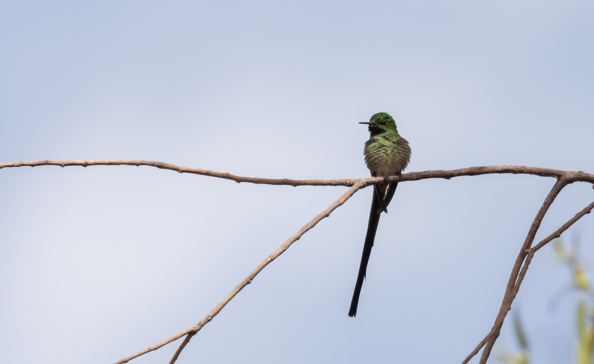 Green-tailed Trainbearer - ML513141971