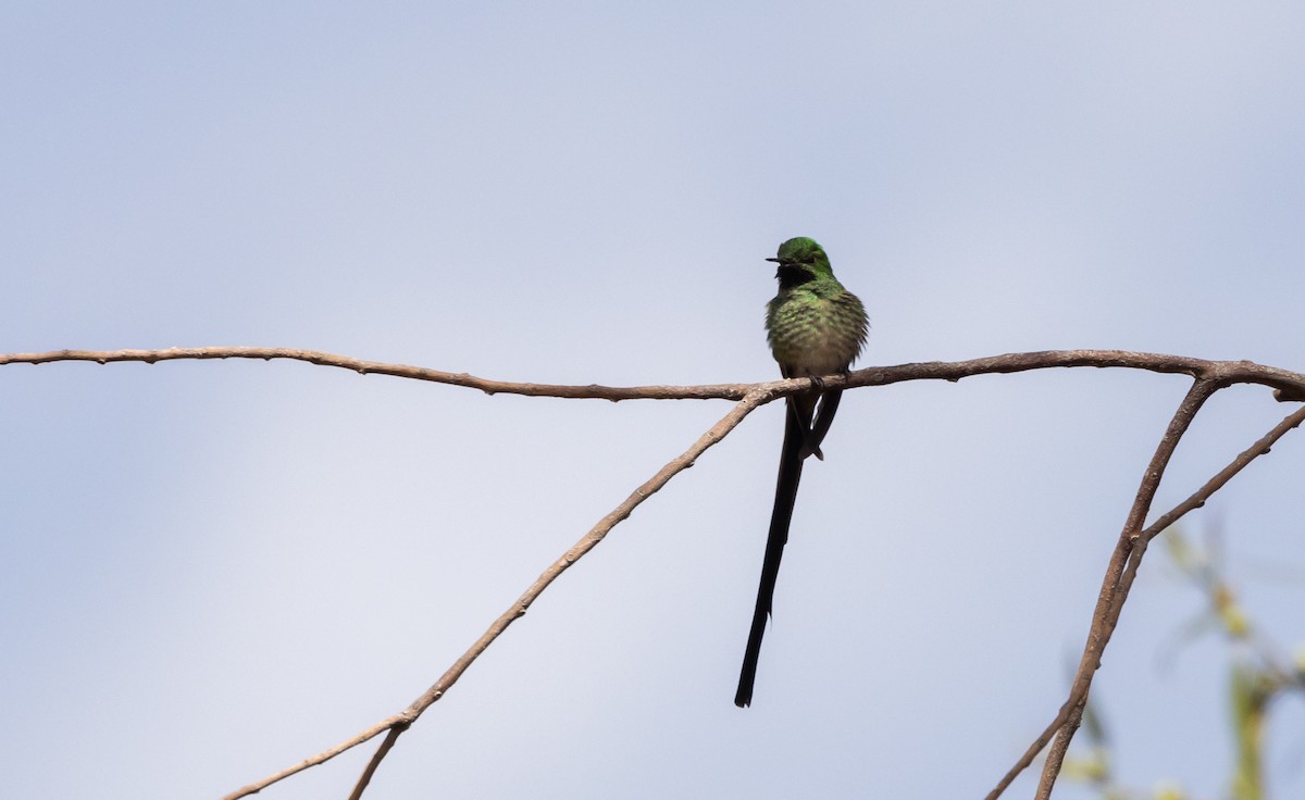 Green-tailed Trainbearer - Jay McGowan