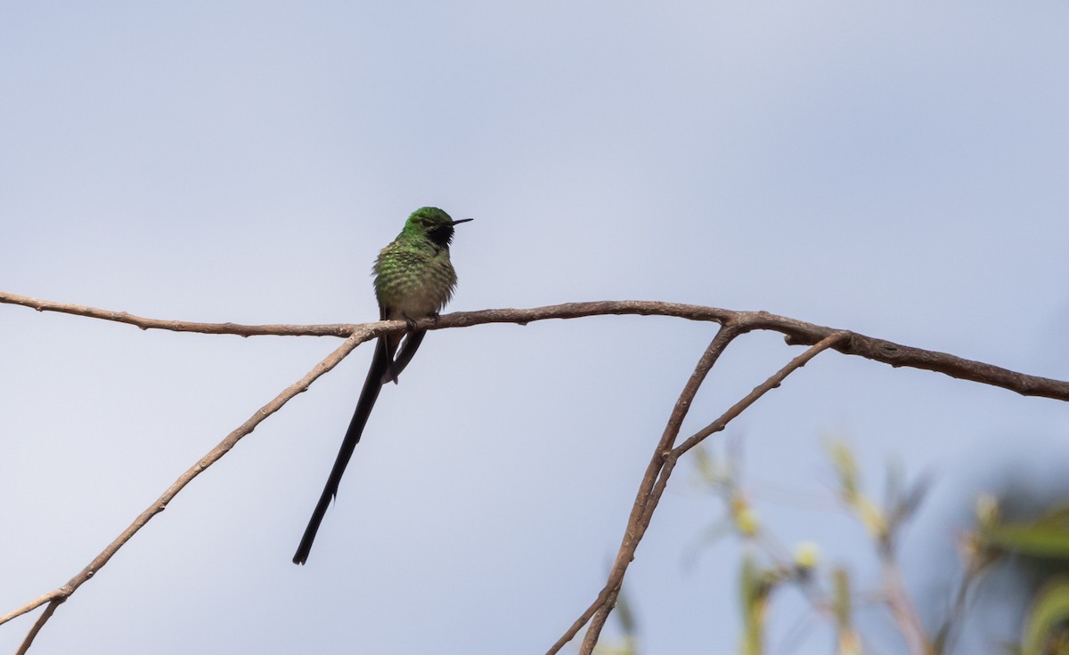 Green-tailed Trainbearer - ML513141991