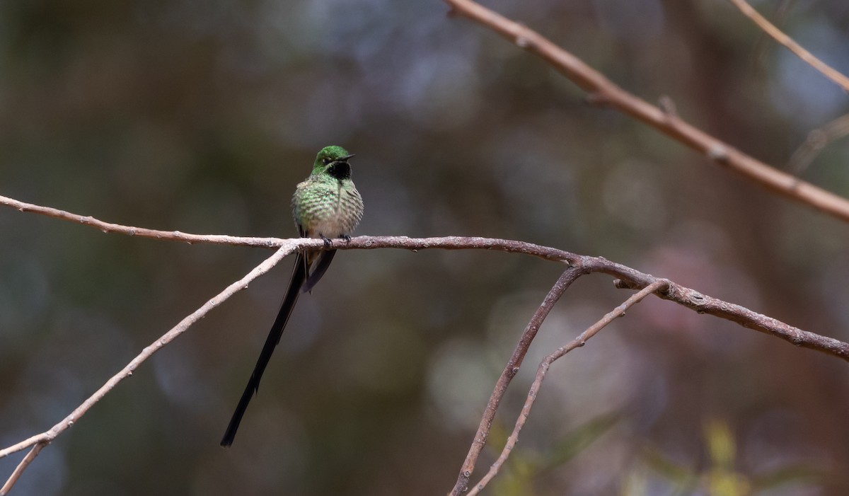 Green-tailed Trainbearer - ML513142081