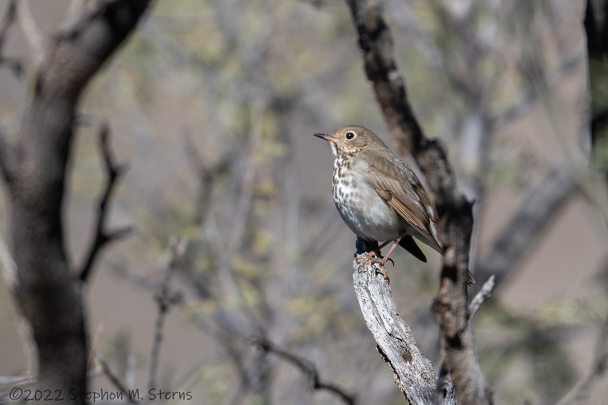 Hermit Thrush - ML513142691