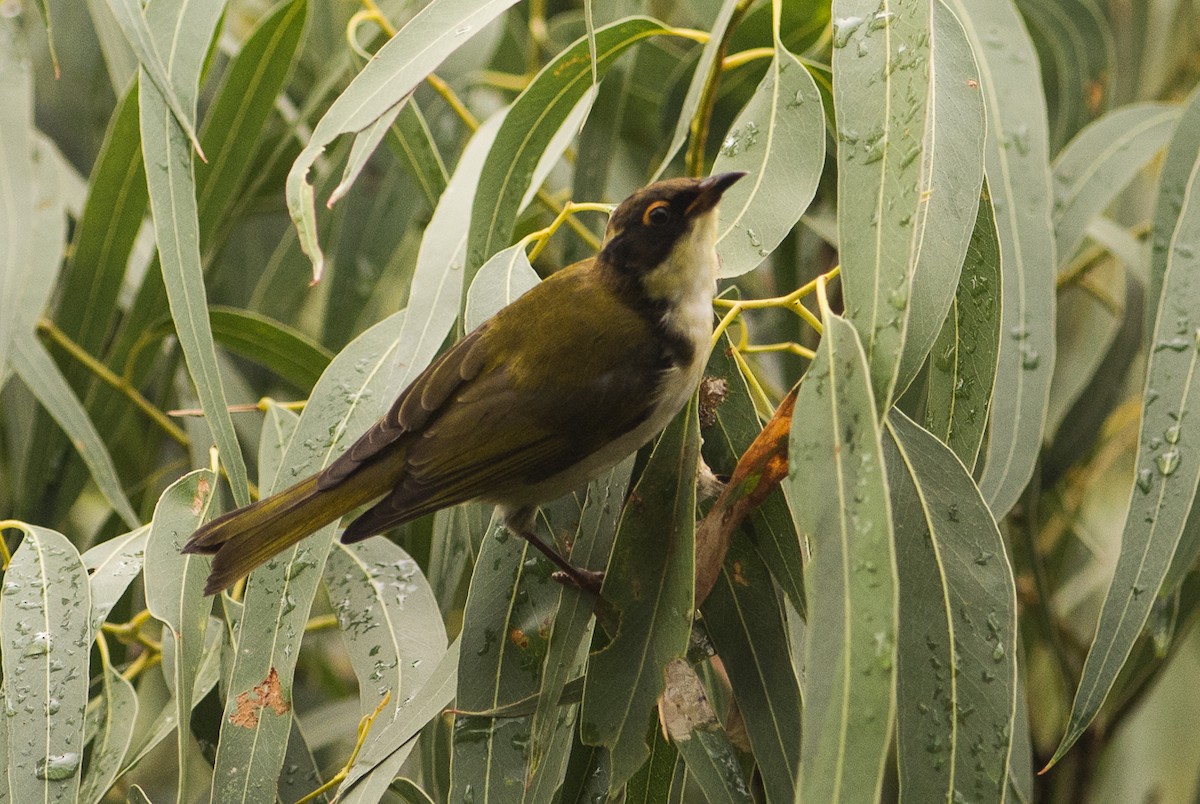 White-naped Honeyeater - ML51314291