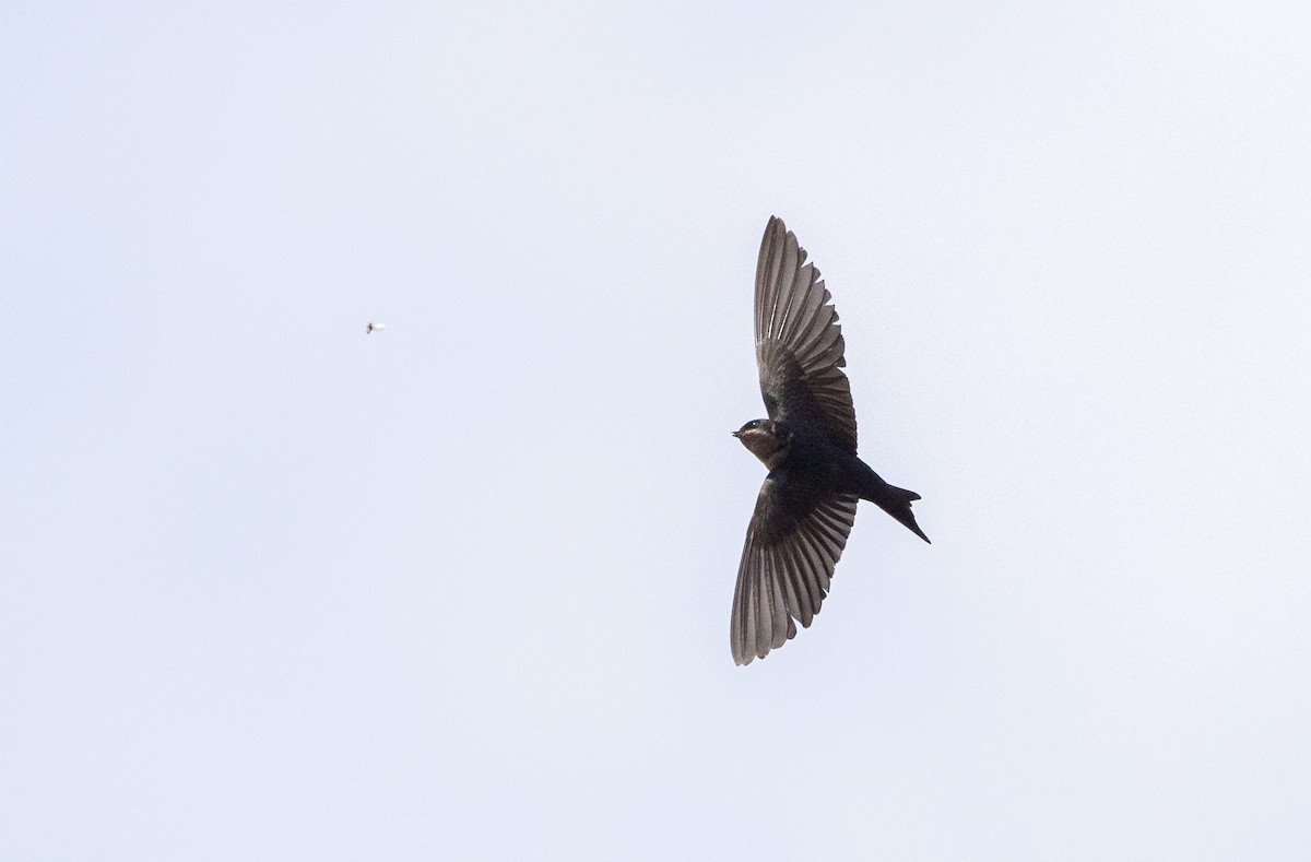 Brown-bellied Swallow - ML513143651