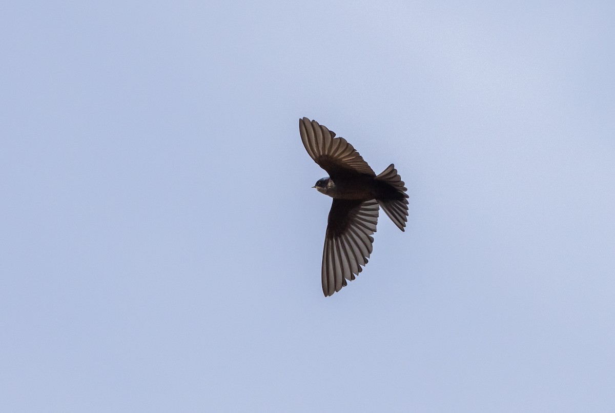 Brown-bellied Swallow - ML513143661