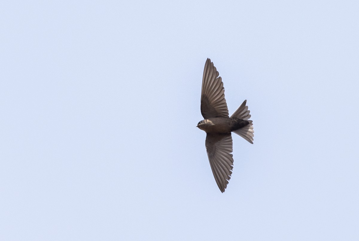 Brown-bellied Swallow - ML513143671