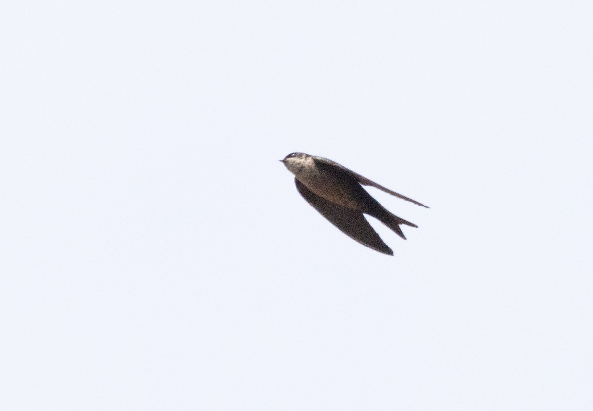 Brown-bellied Swallow - ML513143681