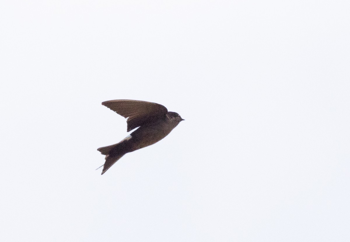 Brown-bellied Swallow - ML513143691