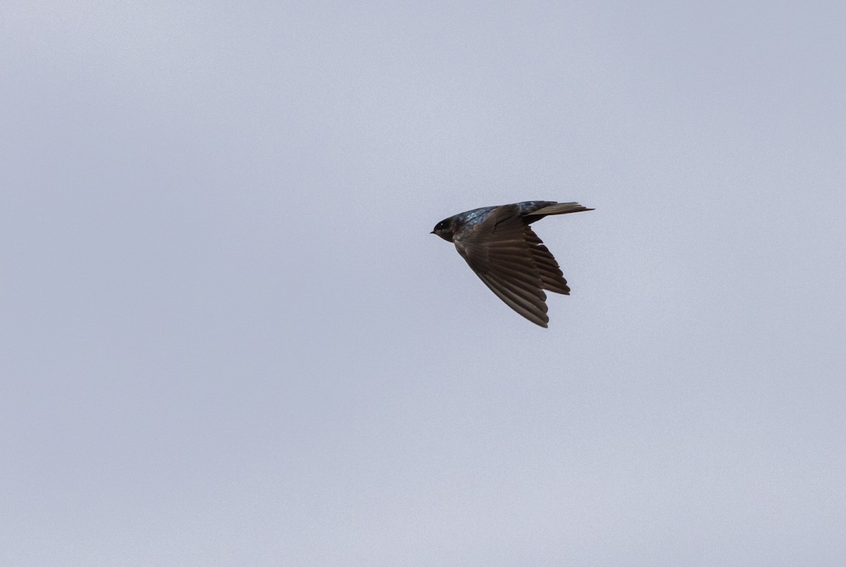 Brown-bellied Swallow - ML513143701