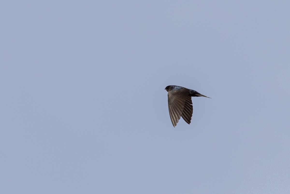 Brown-bellied Swallow - ML513143711