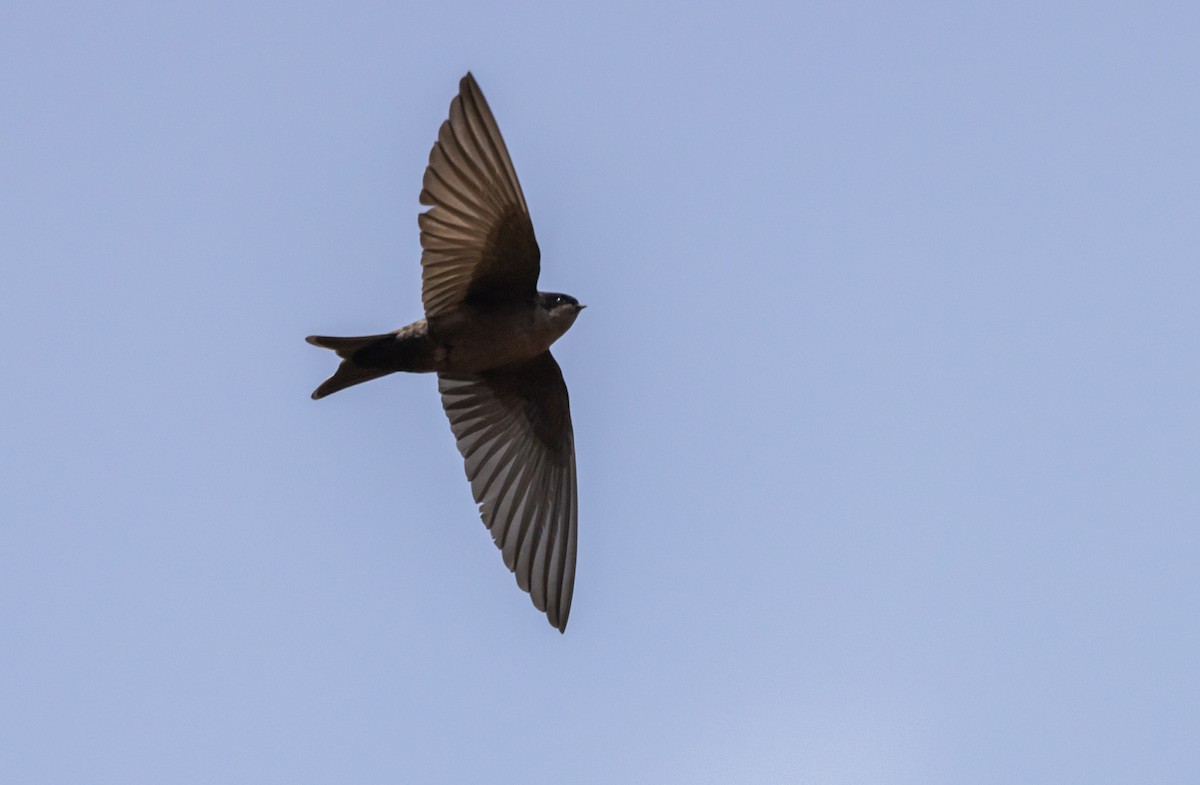 Brown-bellied Swallow - ML513143721