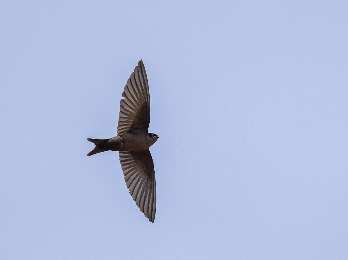 Brown-bellied Swallow - ML513143741