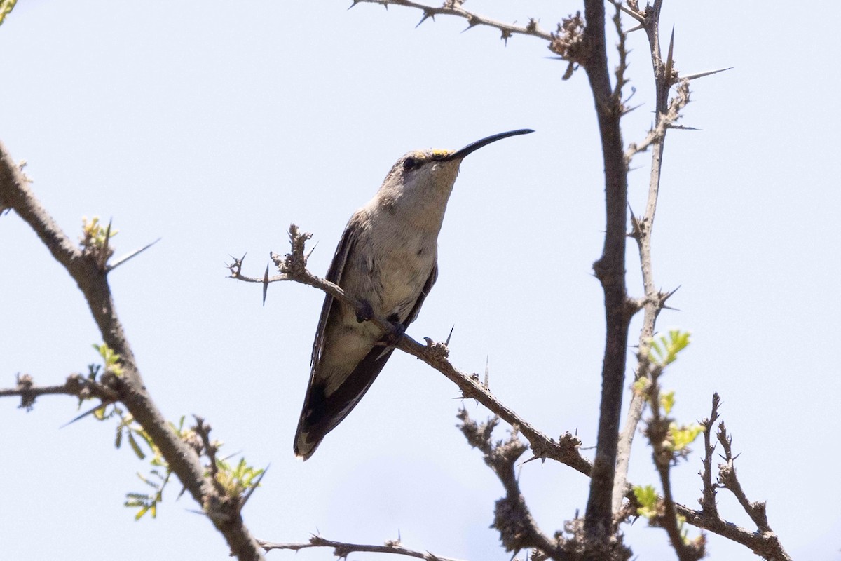 vesperkolibri - ML513143751