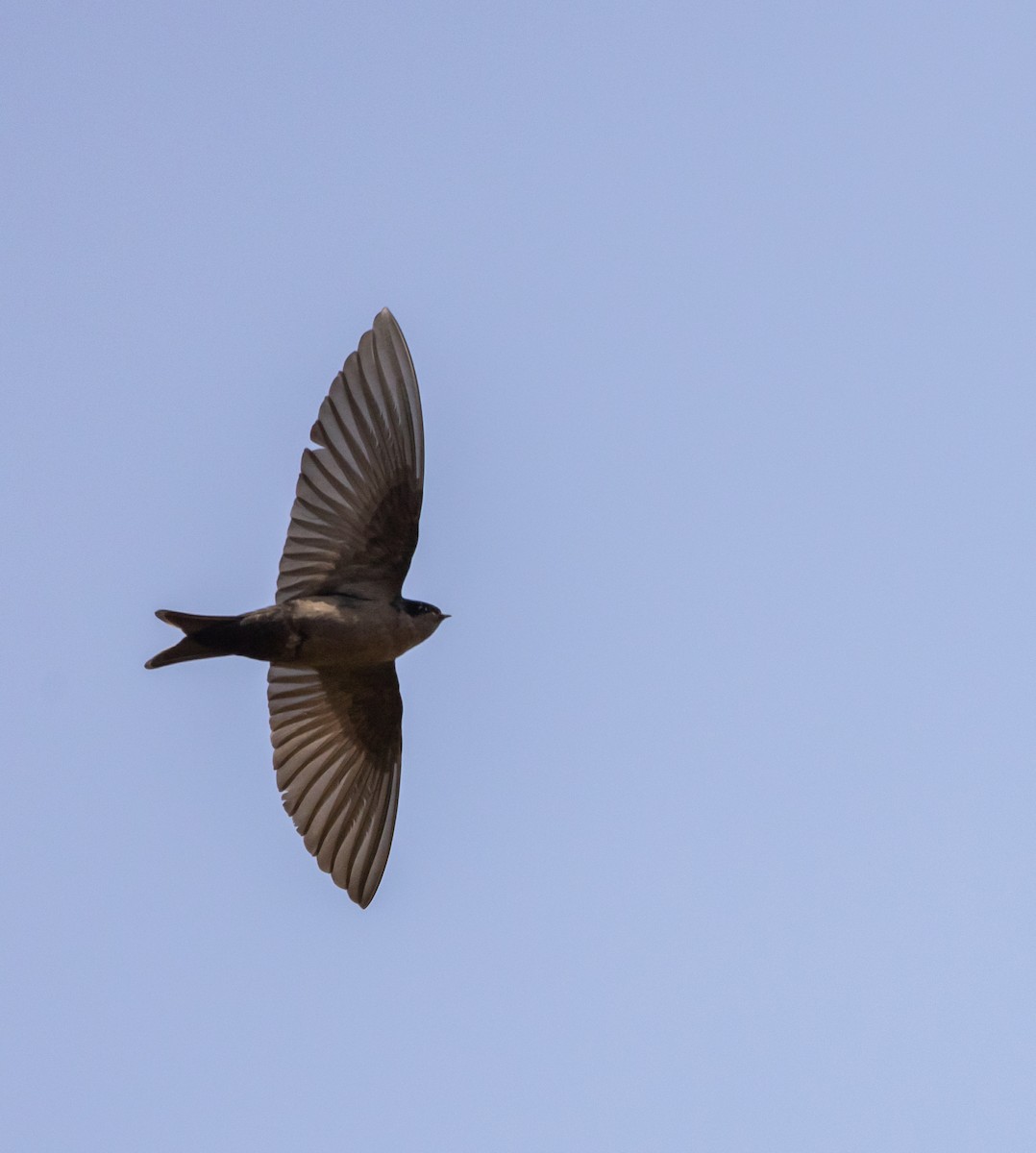 Brown-bellied Swallow - ML513143771