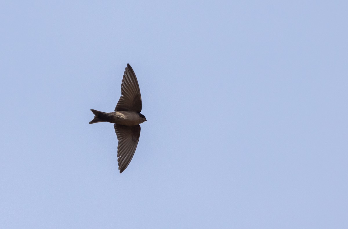 Brown-bellied Swallow - ML513143781