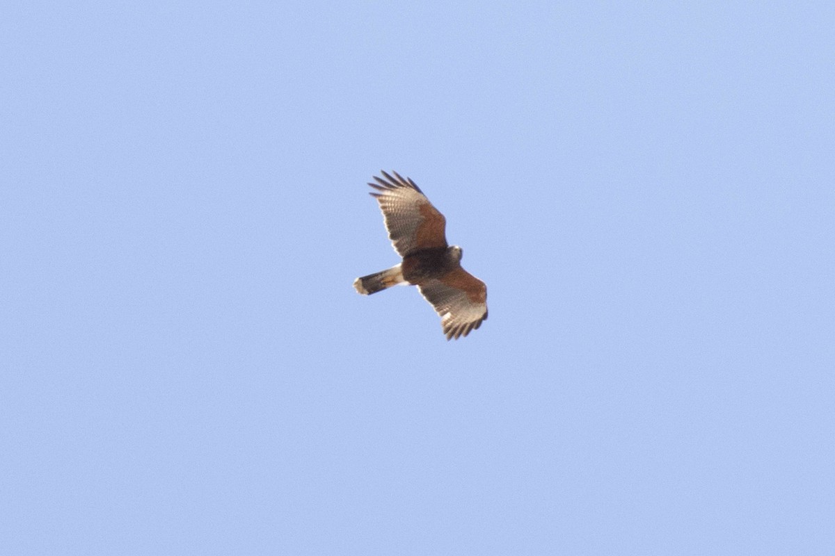 Harris's Hawk - ML513143791