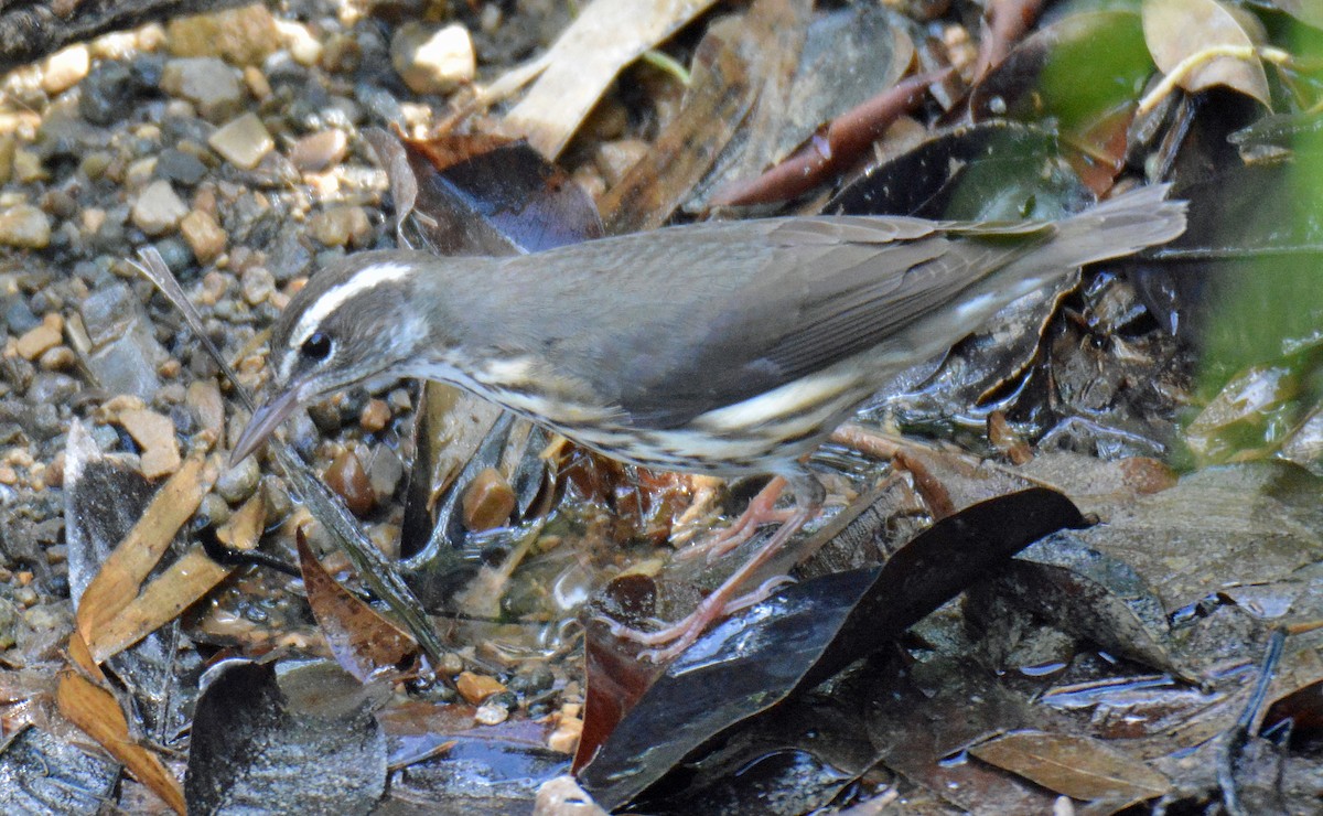 Louisiana Waterthrush - ML513144081