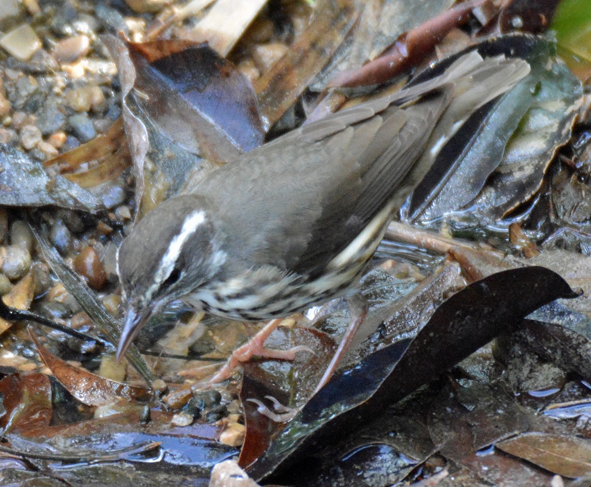 Louisiana Waterthrush - Michael J Good