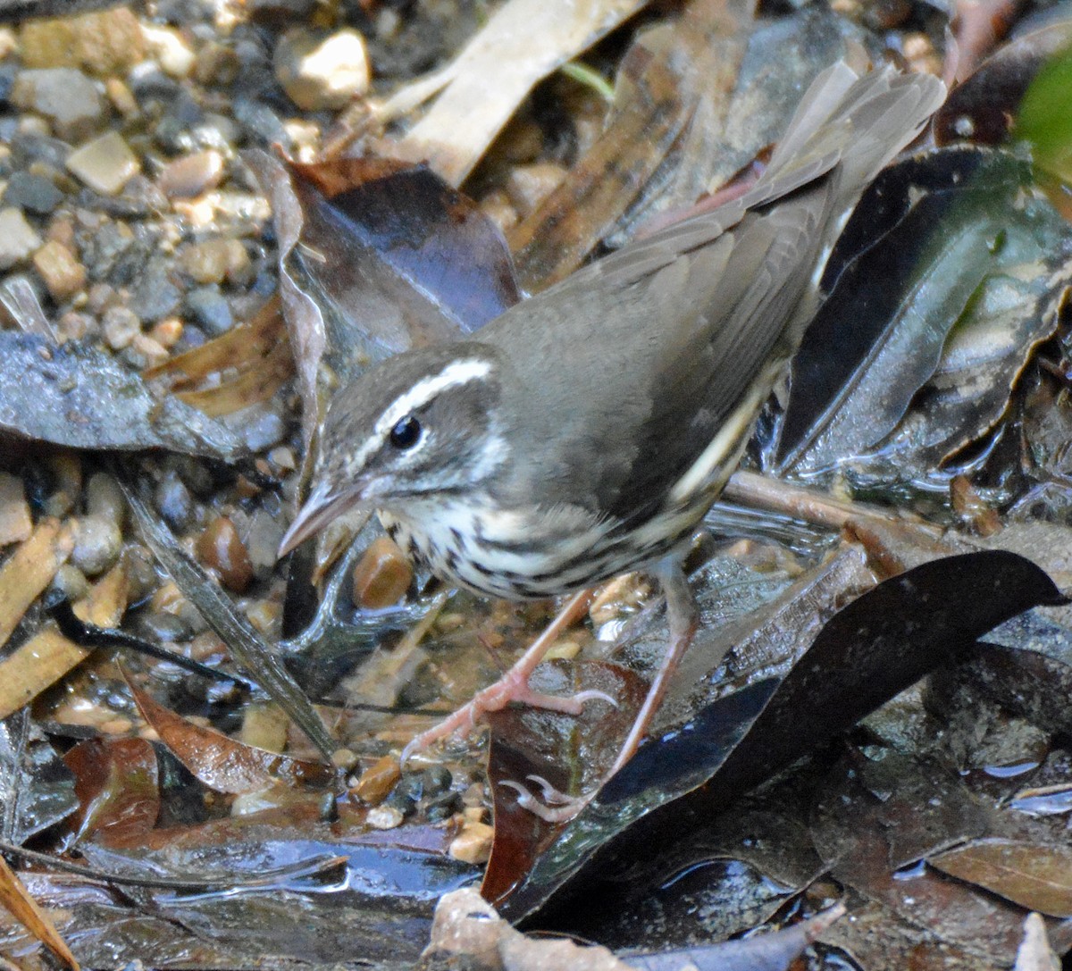 Louisiana Waterthrush - Michael J Good