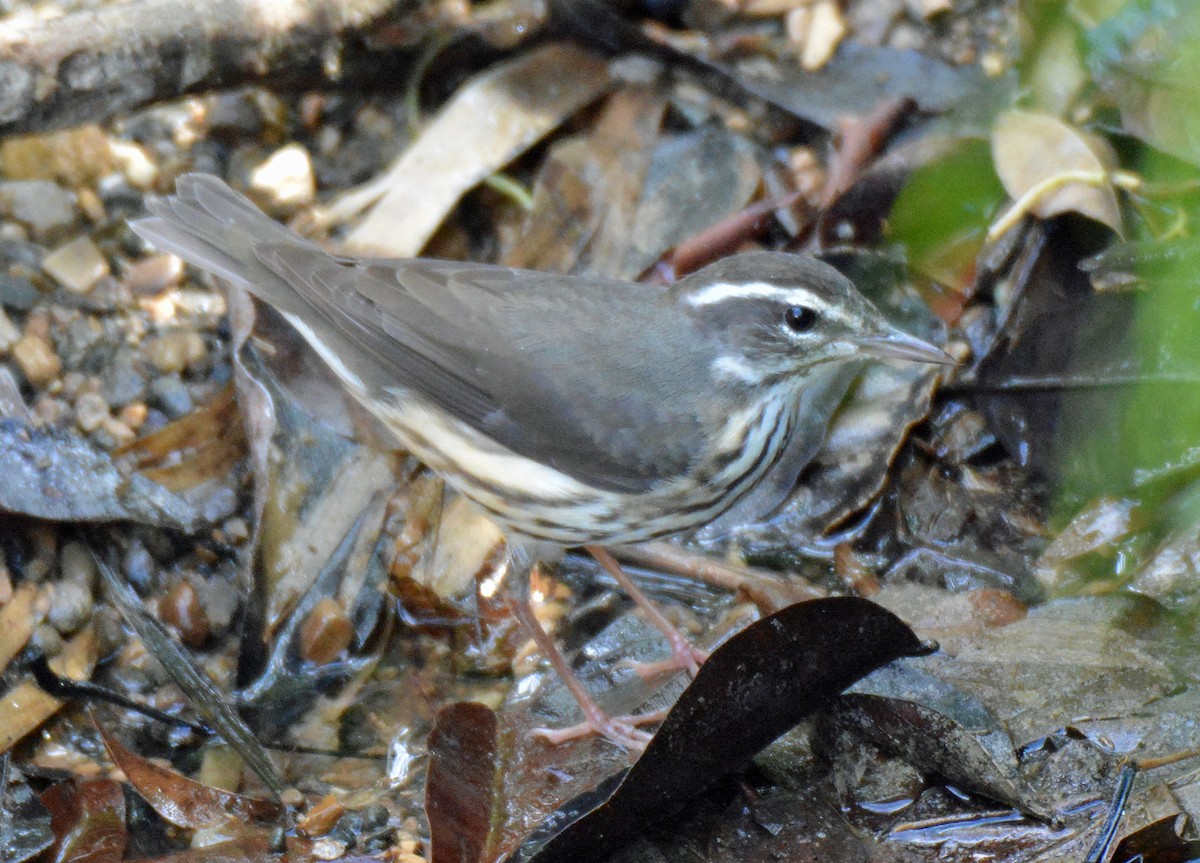 Louisiana Waterthrush - ML513144111