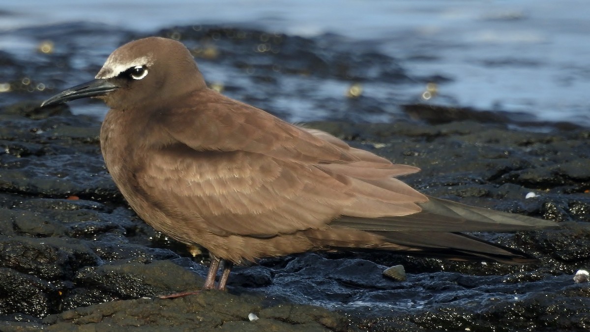 Brown Noddy - ML51314811