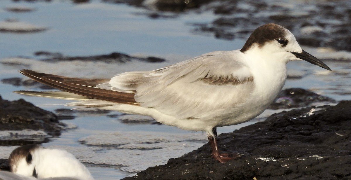 Common Tern (longipennis) - ML51314821