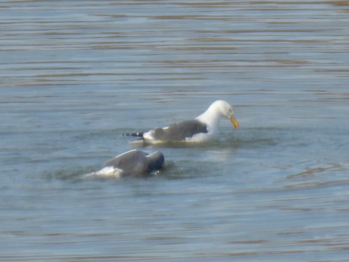 goéland ou mouette sp. - ML513148231