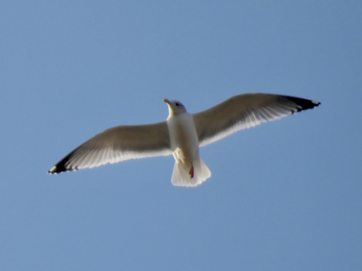 goéland ou mouette sp. - ML513148251