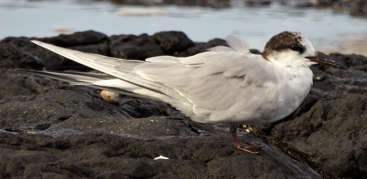 Common Tern (longipennis) - ML51314831