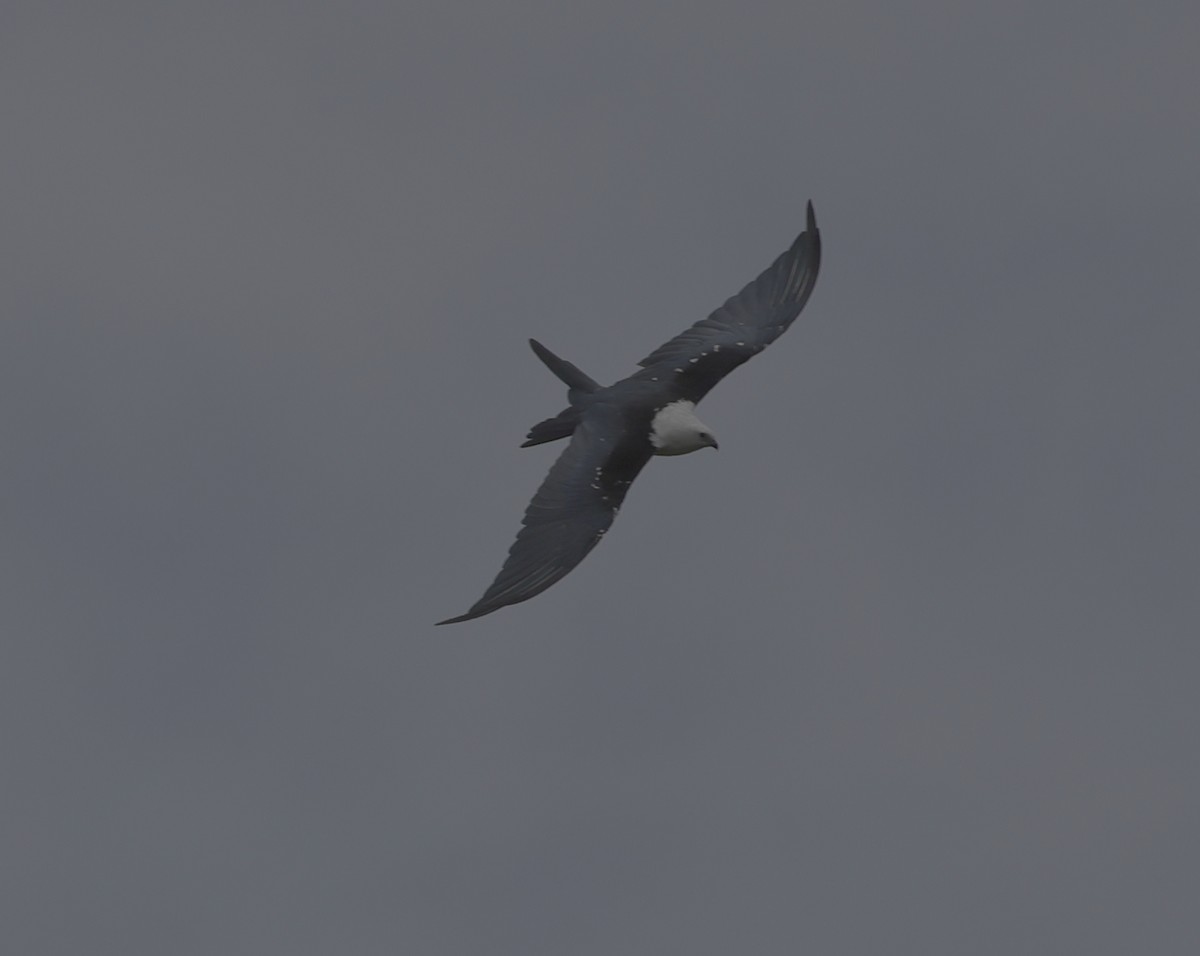 Swallow-tailed Kite - Ron Hess