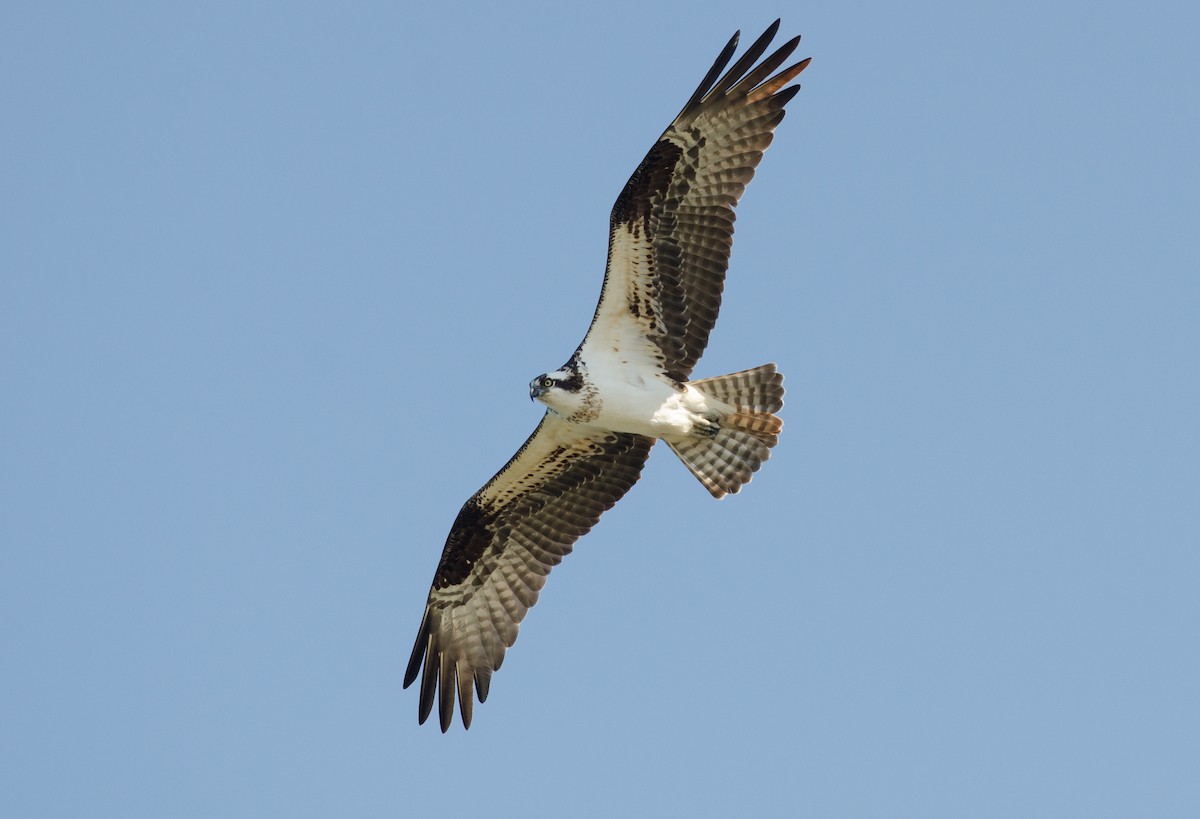 Balbuzard pêcheur - ML51314961