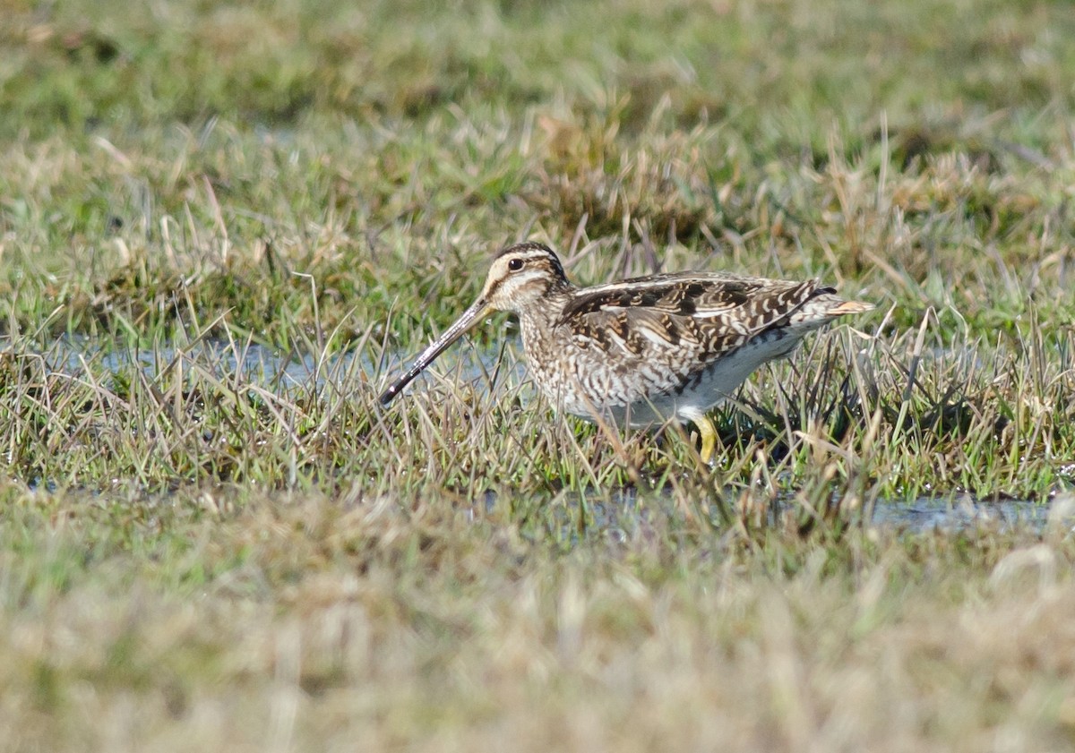 Wilson's Snipe - ML51315031