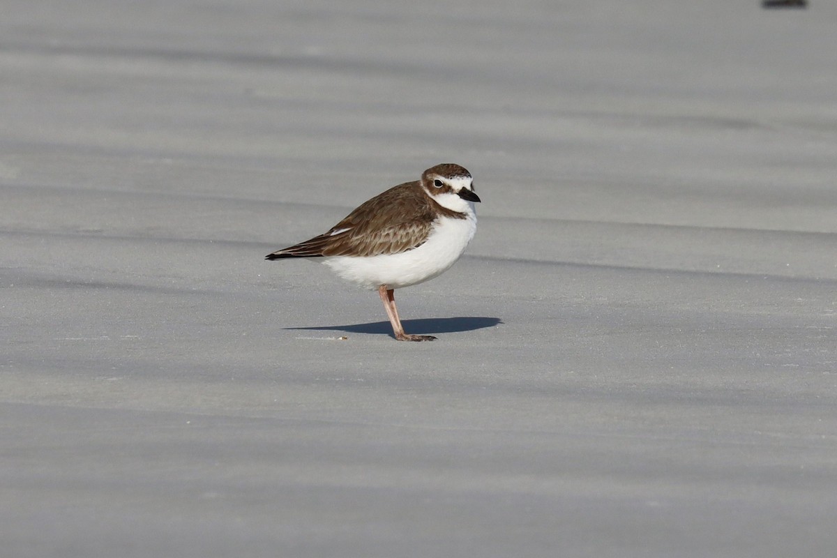 Wilson's Plover - ML513153951