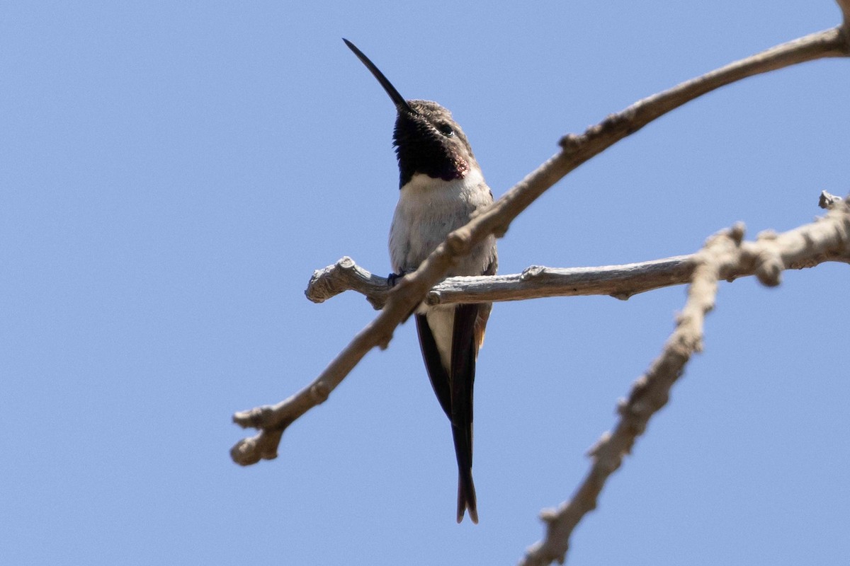 Oasis Hummingbird - Linda Rudolph