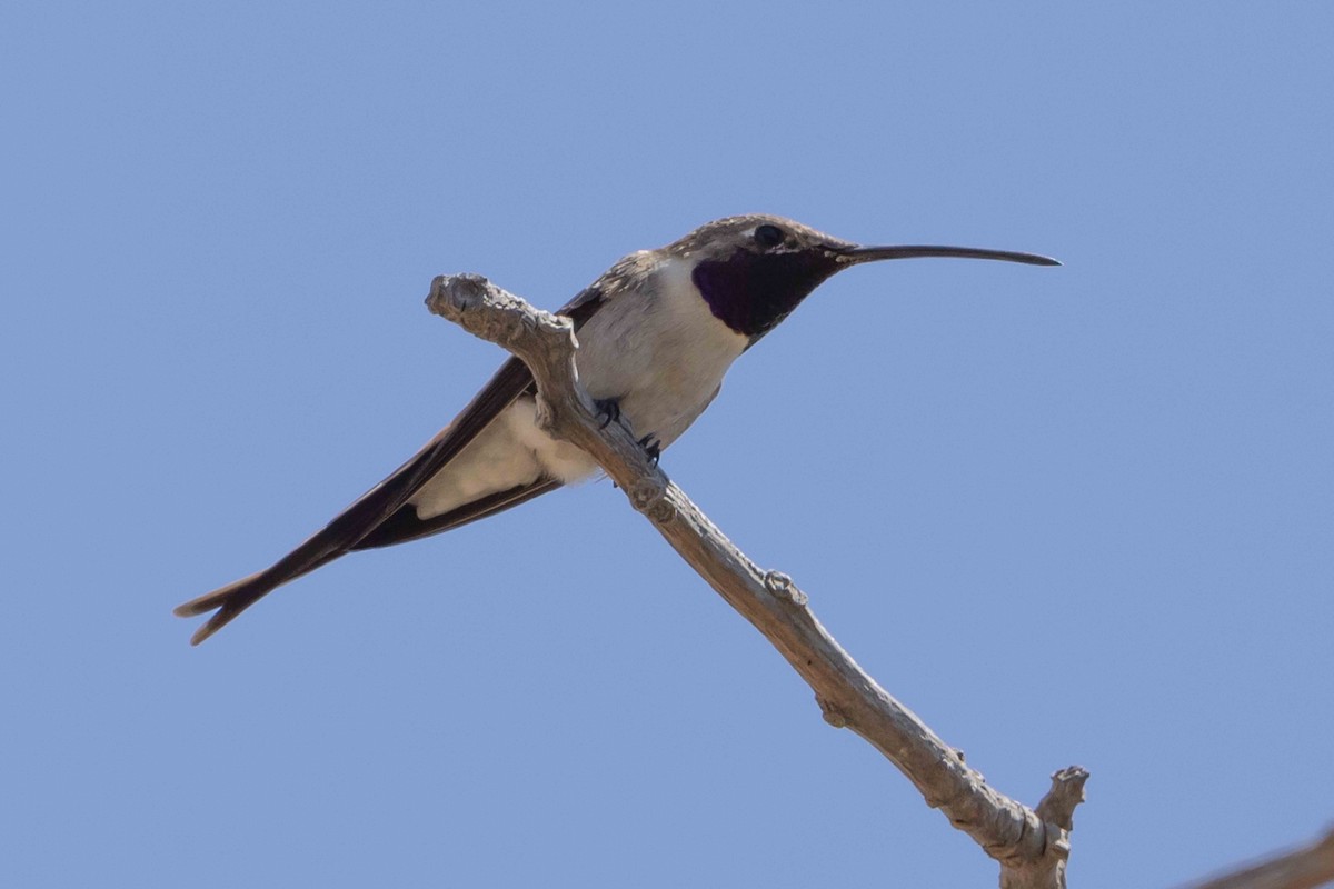 Oasis Hummingbird - Linda Rudolph