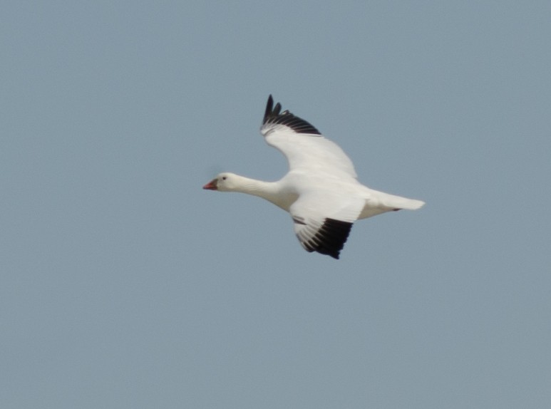 Ross's Goose - ML51315521