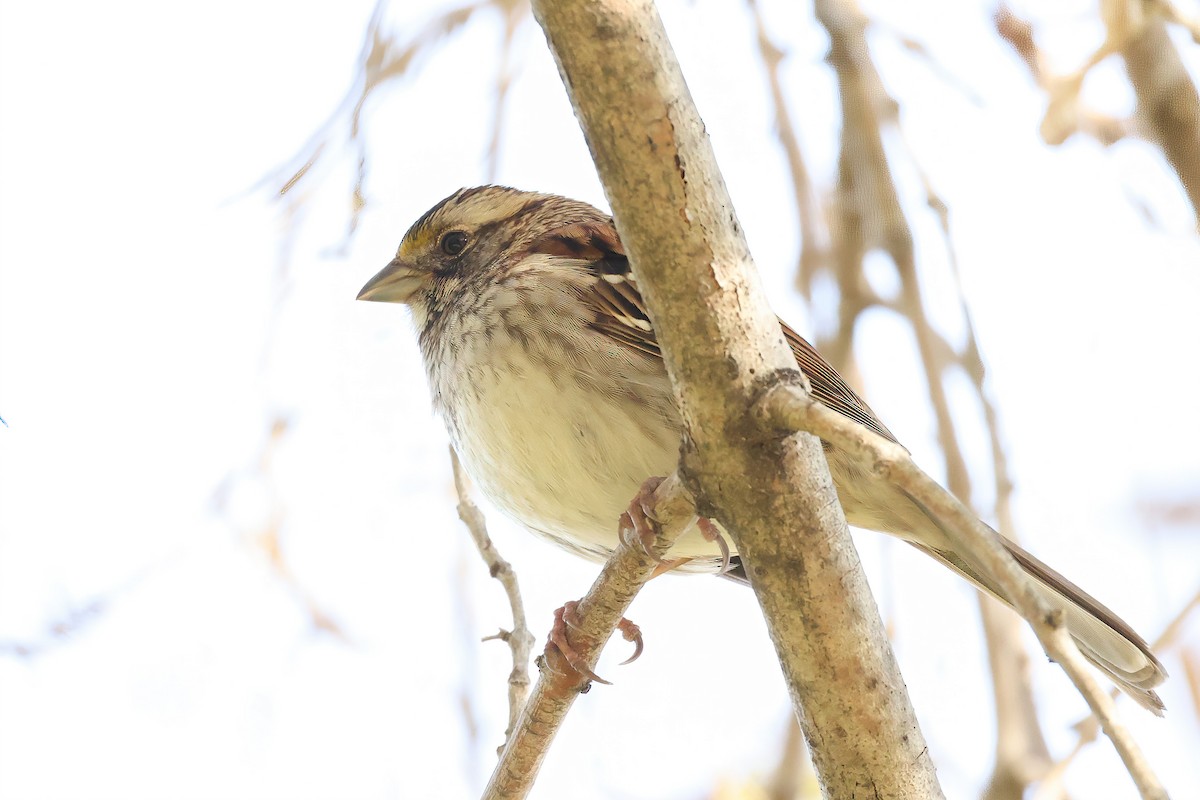 White-throated Sparrow - ML513156121