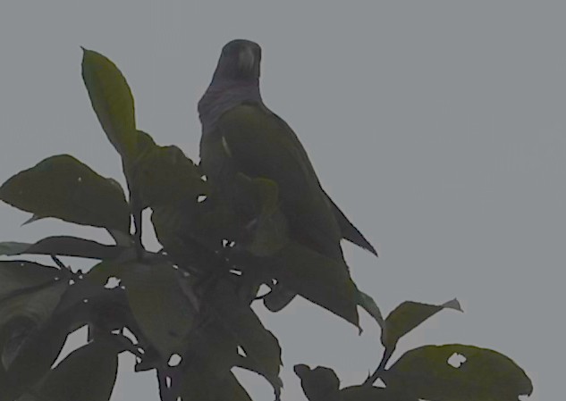 Blue-headed Parrot - ML513156521