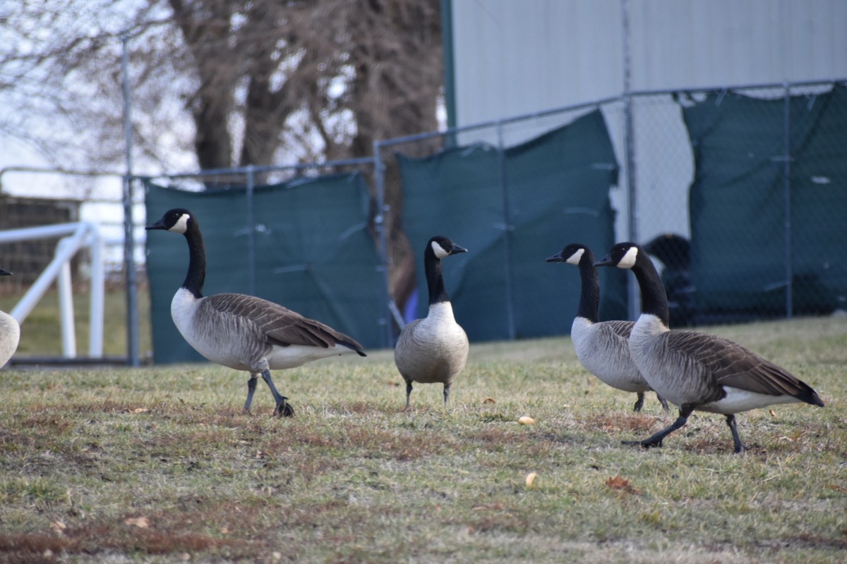 Canada Goose - ML513156551