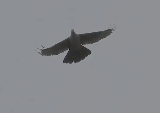 holub šedorůžový - ML513156681